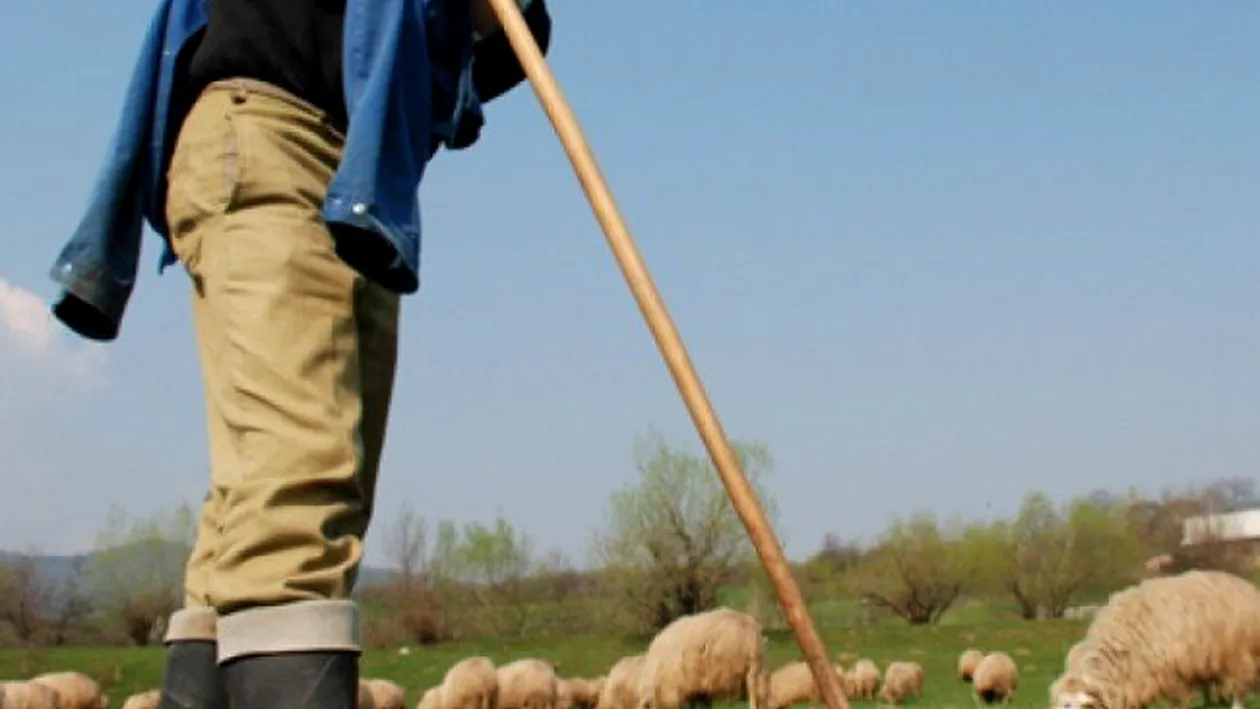 Scandal uriaș la Bistrița Năsăud! Doi ciobani s-au bătut cu bâtele, apoi s-au înjunghiat! Sunt în stare gravă la spital