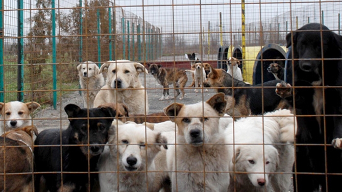 Peste 5.000 de animale fara stapan au fost sterilizate anul acesta in Bucuresti!