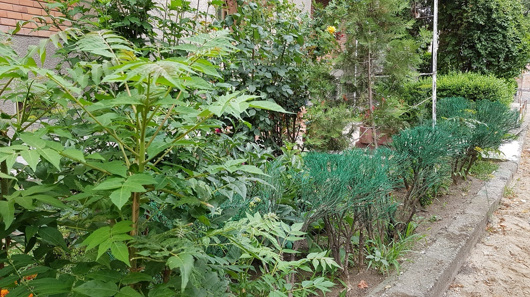 Gardul-minune, verde şi vara, şi iarna