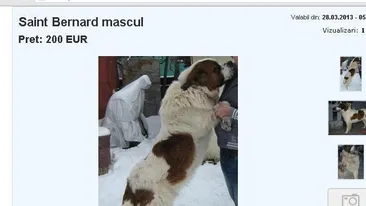 Un sucevean isi vinde cainele sa isi ia telefon!