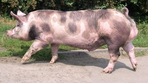 Răzbunarea porcului, de Crăciun! Ce trebuie să faci dacă animalul te muşcă