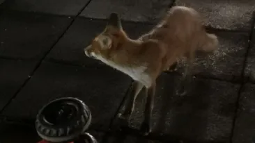 Apariție uluitoare în Parcul Tineretului din Craiova: o vulpe a ieșit la plimbare pe alei