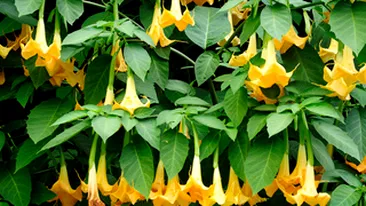 Viol cu permisiunea victimei! Drogul care te te face sa devii o papusa umana