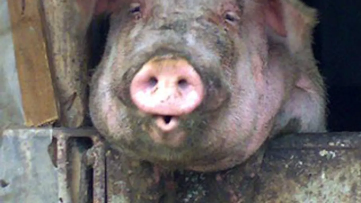 Traditii si obiceiuri de Ignat. Deseneaza-ti o cruce pe frunte cu sangele porcului si vei fi ferit de boli grave