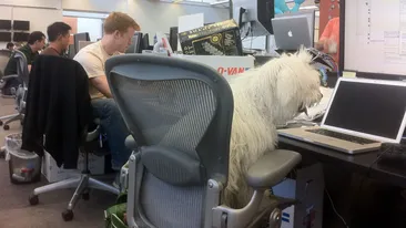 Cainele fondatorului Facebook face ravagii pe internet! Beast are 1,5 milioane de like-uri!