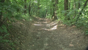 Un râs care a ajuns în curtea unei familii din Dumbrăvița, capturat de jandarmi și eliberat în pădure
