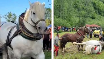 Detaliul care răstoarnă tot ce se știa despre moartea lui Falko! I-a fost făcută autopsie calului campion al concursurilor de tracțiune