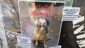 Gest extrem pentru salvarea maidanezilor din Romania! Un italian a intrat in greva foamei pentru a-i salva!