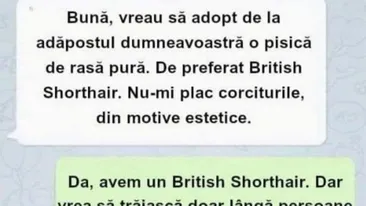 BANCUL ZILEI | Vreau să adopt o pisică de rasă pură