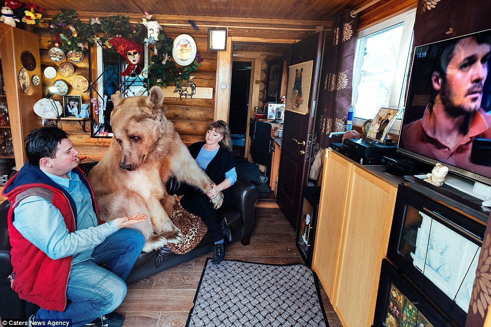 Un cuplu din Rusia locuieşte c-un urs! FOTO incredibile cu STEPAN, ursul care stă cu ei până şi la masă