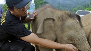 Imaginea care-ţi va frânge inima! Un pui de elefant încearcă disperat să-şi trezească mama ce a fost otrăvită!