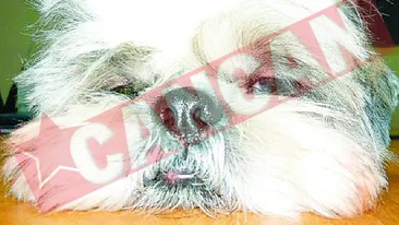 Ashal, un catel cu nume persan
