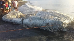 A fost descoperit un monstru marin care nu seamănă cu nimic de pe această planetă! Imagini înfiorătoare! Localnicii cred că este un semn rău: „Rugați-vă pentru noi”