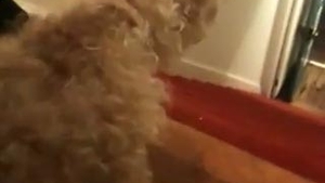 VIDEO supertare! Cainele gimnast coboara scarile in "maini" - Vezi cum e posibil asa ceva!