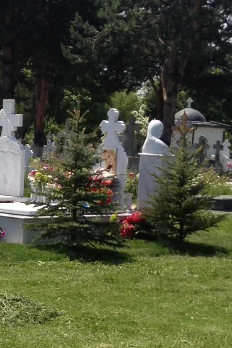 În jurul mormântului au apărut brăduţi, care să asigure un spaţiu discret