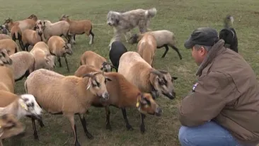 Porcul nu mai e la modă! Oaia din Camerun va domina masa de Crăciun în câţiva ani