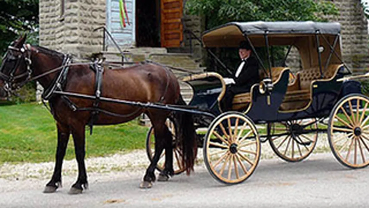 Asta e cea mai tare scuza! Un carutas a trecut pe rosu si a dat vina pe cal! Vezi ce le-a spus politistilor