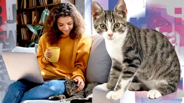Care este semnalul sonor ce nu poate fi ignorat de pisici? De ce felinele reacționează întotdeauna la „pis-pis-pis”