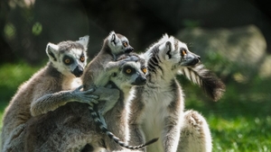 Caz bizar în Călărași! Un lemur a fost furat de la grădina zoologică. Unde a fost găsit animalul