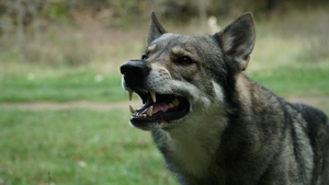 Un copil de 2 ani și 4 luni a fost atacat de un câine. Incidentul s-a petrecut în București