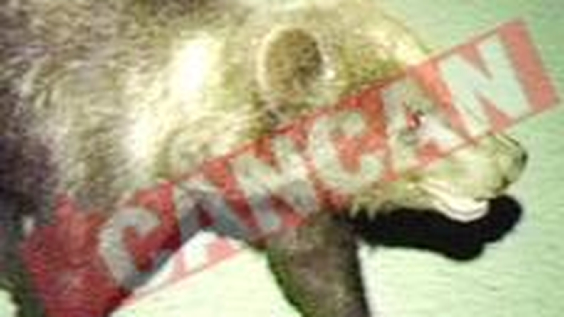 Un urs a facut o vizita la un spital din Brasov