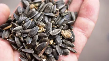 Ce se întâmplă, de fapt, dacă mănânci semințe de floarea soarelui în fiecare zi. Pericolul e uriaș