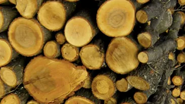 Politistii au strans 80.000 de lei si au cumparat lemne pe care le vor duce locuitorilor din judetele izolate