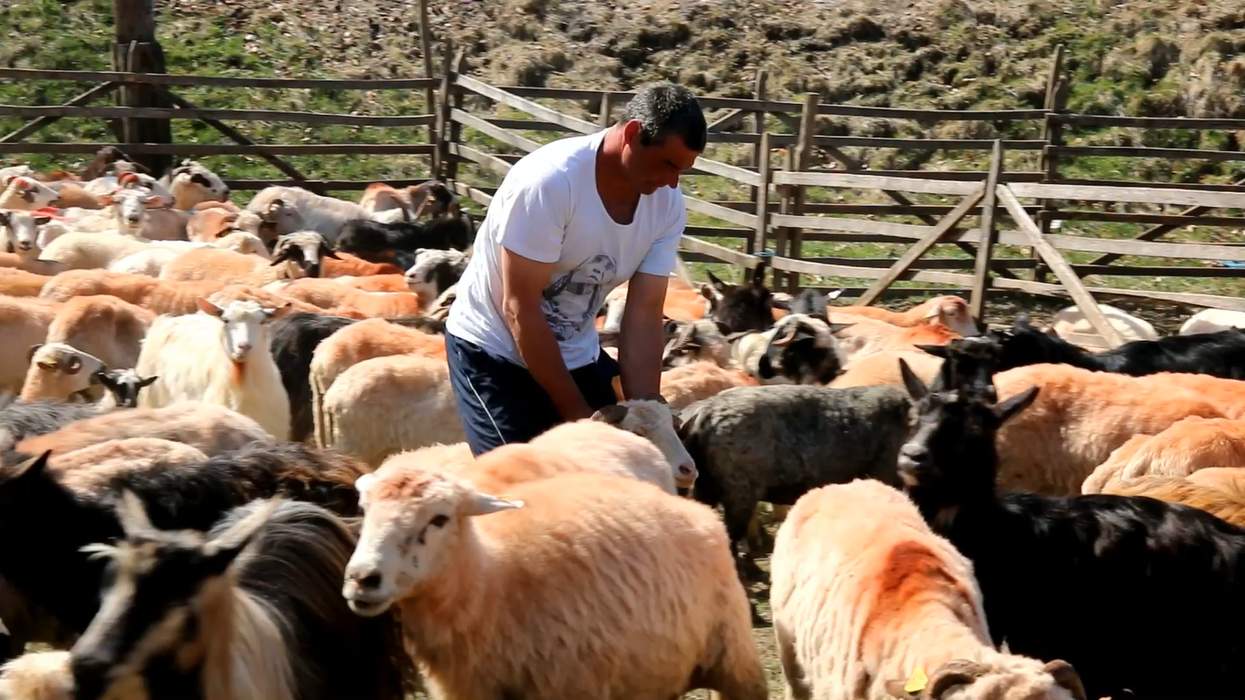 Brânza pe care o dau oile și caprele este măsurată înainte de plecarea turmei la munte