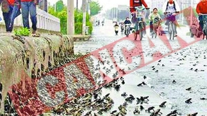 Broastele au prevestit cutremurul din China