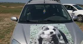 Galerie foto - poza 2