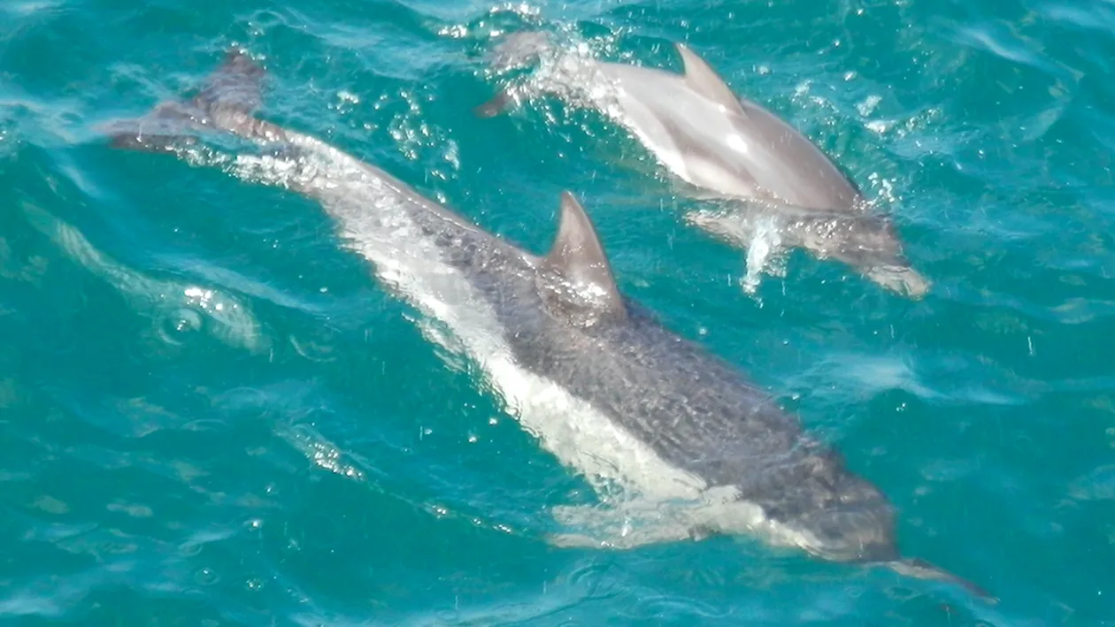 Delfini prietenoși filmați în Marea Neagră! Au înotat în apropiere de oameni