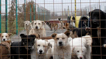 Peste 5.000 de animale fara stapan au fost sterilizate anul acesta in Bucuresti!