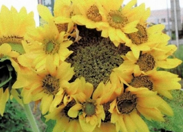 Cele mai CIUDATE flori şi fruncte cresc în Japonia. Ce s-a întâmplat cu natura după explozia de la Fukushima