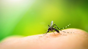 117 cazuri de meningită cauzată de infecția cu virusul West Nile și 12 decese