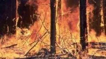 Sudul Frantei, afectat de incendii de vegetatie!