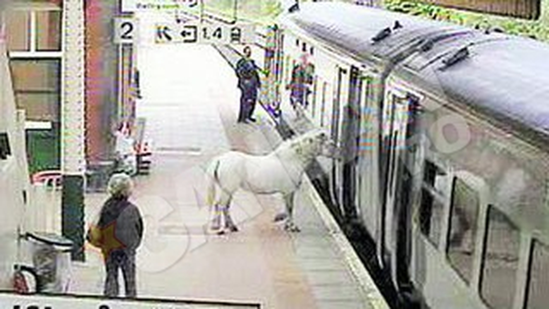 Un barbat din Marea Britanie si-a urcat calul in tren