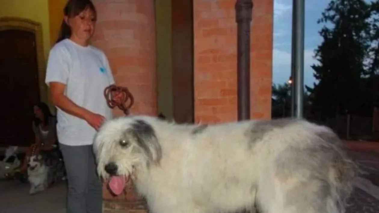 Ți se sfâșie sufletul! Cristiana, românca găsită moartă în zăpadă, în Italia, își trăia viața în preajma necuvântătoarelor: „Câinii mei îmi țin de cald”