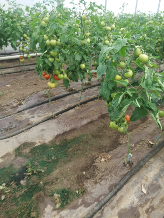Primele roșii românești  au început să se coacă în solarii