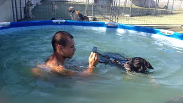 Gradinita pentru caini si psihologul care ii invata sa nu mai roada, ultimele mofturi pe piata din Bucuresti!