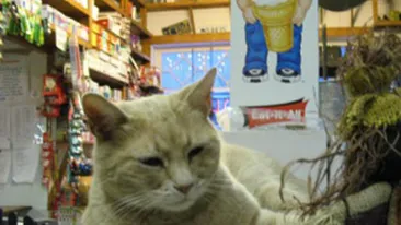 Unul dintre cei mai longevivi politicieni americani este o... pisica! Mata este primarul unei localitati de aproape 15 ani!