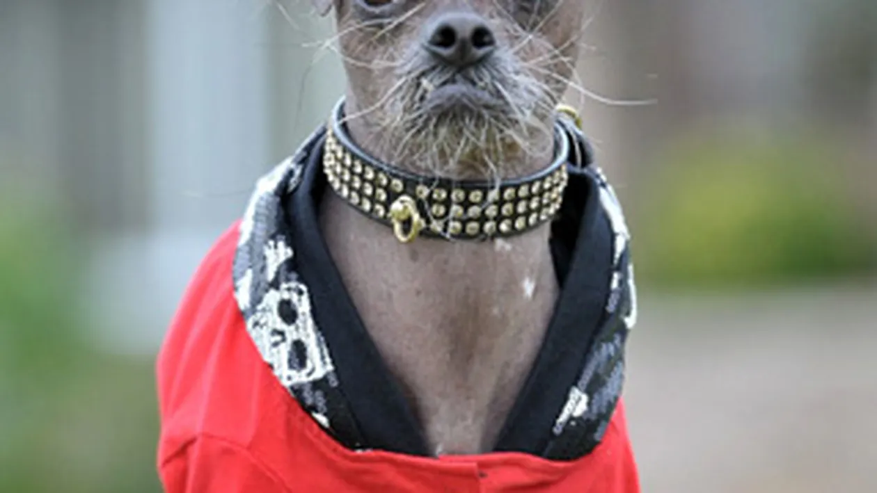 Cel mai urat caine scapa de singuratate cu costume trasnite si o... amanta