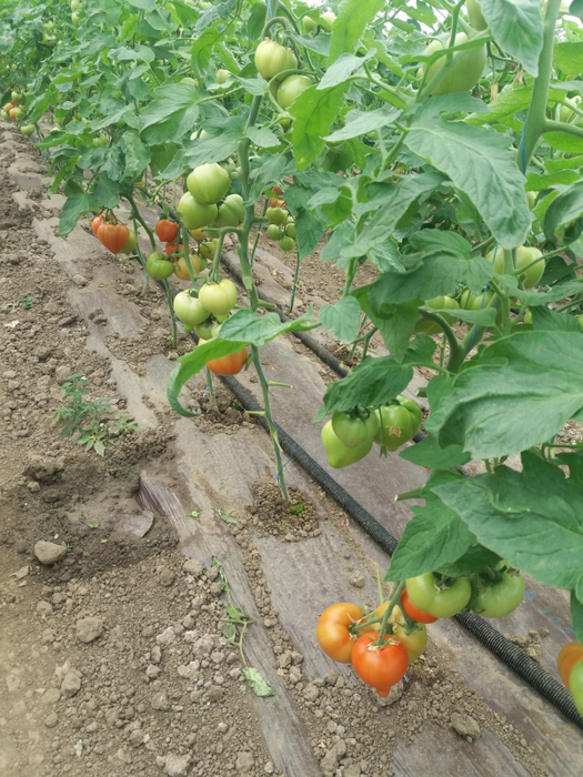 Producătorii dau vina pe investițiile mari pentru prețul roșiilor timpurii