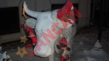 Caz incredibil! Hotii au spart un restaurant din Bucuresti si au furat o... vaca de 2,500 de euro!