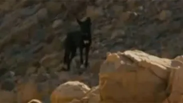 VIDEO Acesti babuini răpesc caini si ii cresc de mici, dar asta nu-i nimic! Motivul pentru care fac asta te va lăsa mască!