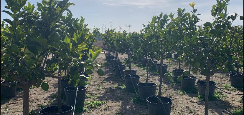 Plante cultivate de Florida și Mihai/ Sursa foto: Facebook