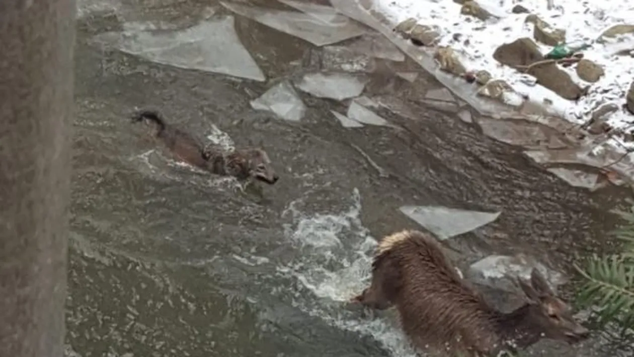 Un pădurar din Bacău a dat nas în nas cu o haită de lupi care vânau o căprioară - IMAGINI RARE