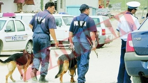 Cainii politisti au facut febra musculara