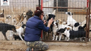  Ce se va întâmpla cu nutriile şi câinii lui Gheorghe Dincă. DSV Dolj închide adăpostul de animale de la Desa