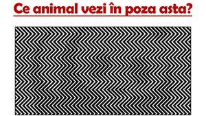 Video-TEST IQ | Ce animal vezi în poza asta? Doar geniile îl observă!