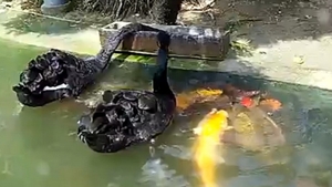 Ciudatenie a naturii! Nici nu-ti poti imagina ce fac aceste lebede negre cu un banc de pesti Koi!